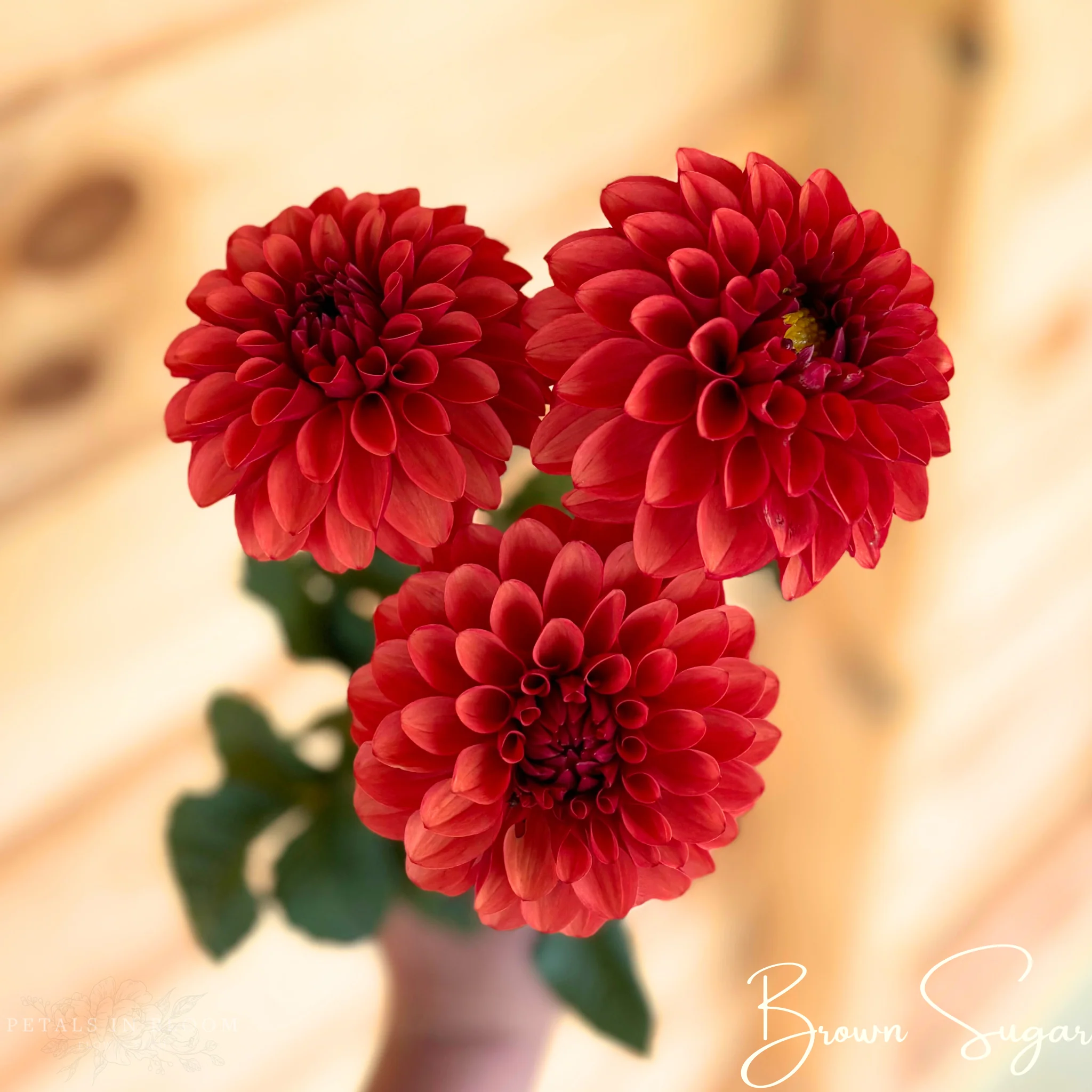 Brown Sugar Dahlia Tubers - Image 3