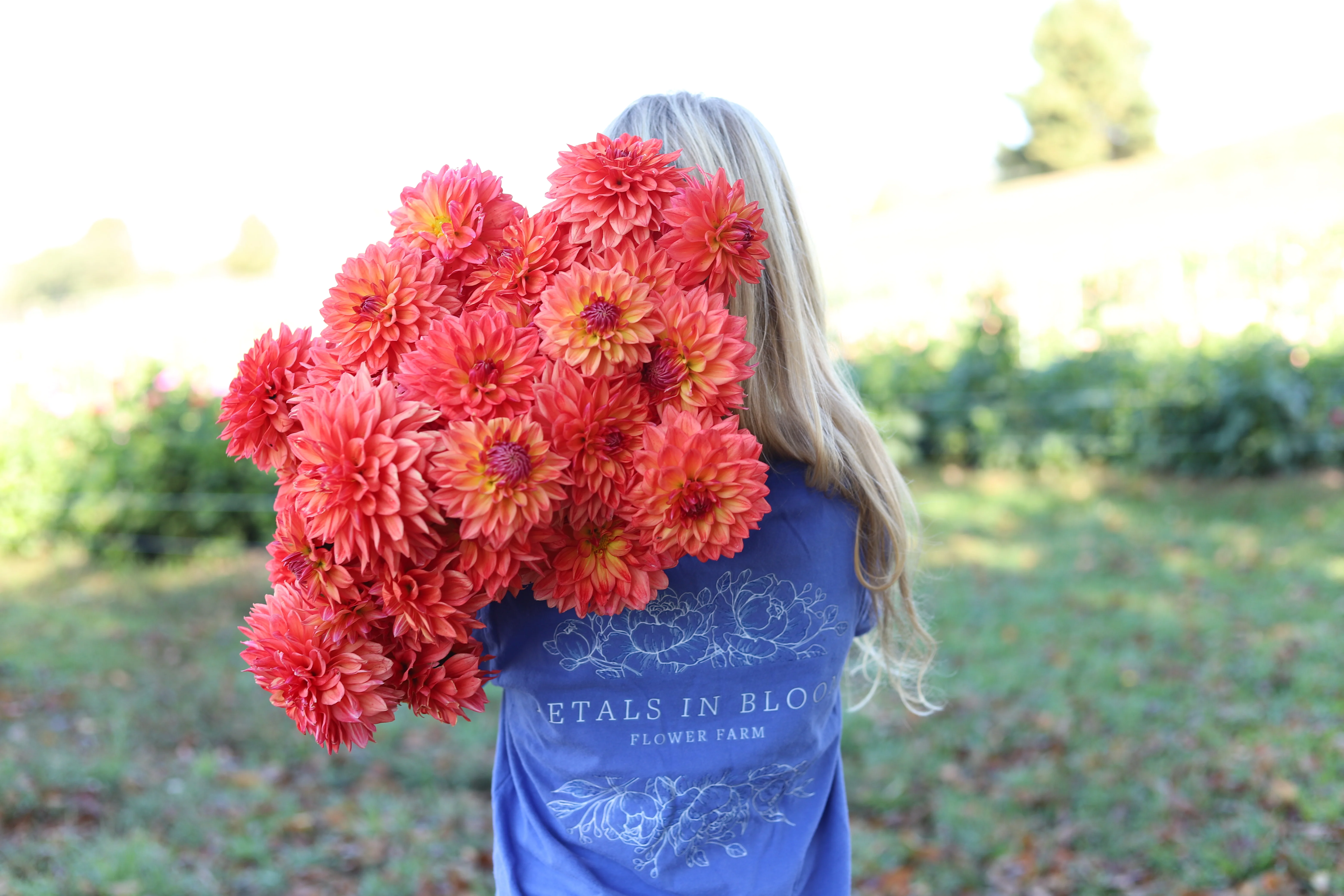 Dahlia Fest 2026 U-Pick Dahlias - Image 4