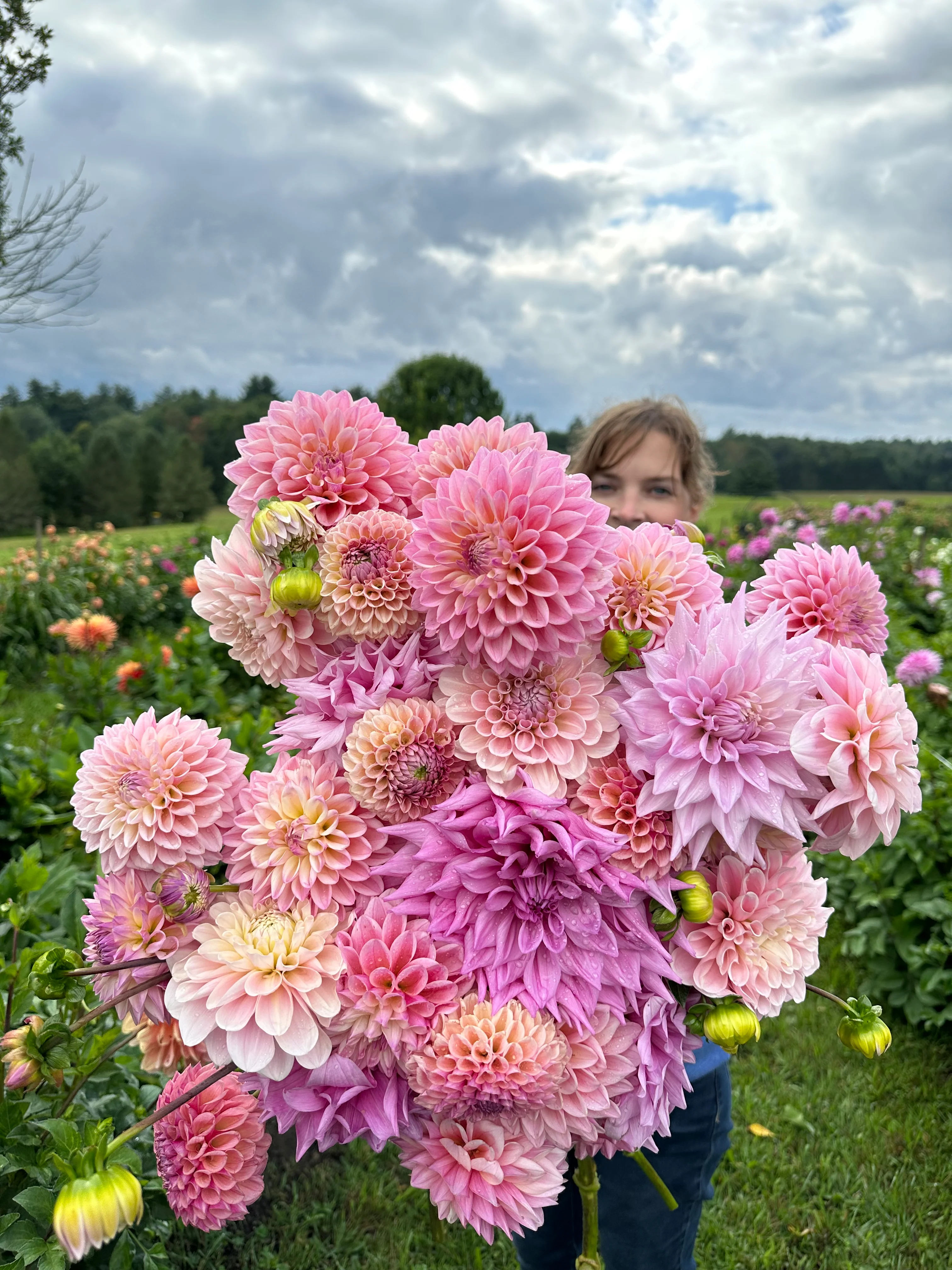 Dahlia Fest 2026 U-Pick Dahlias - Image 5