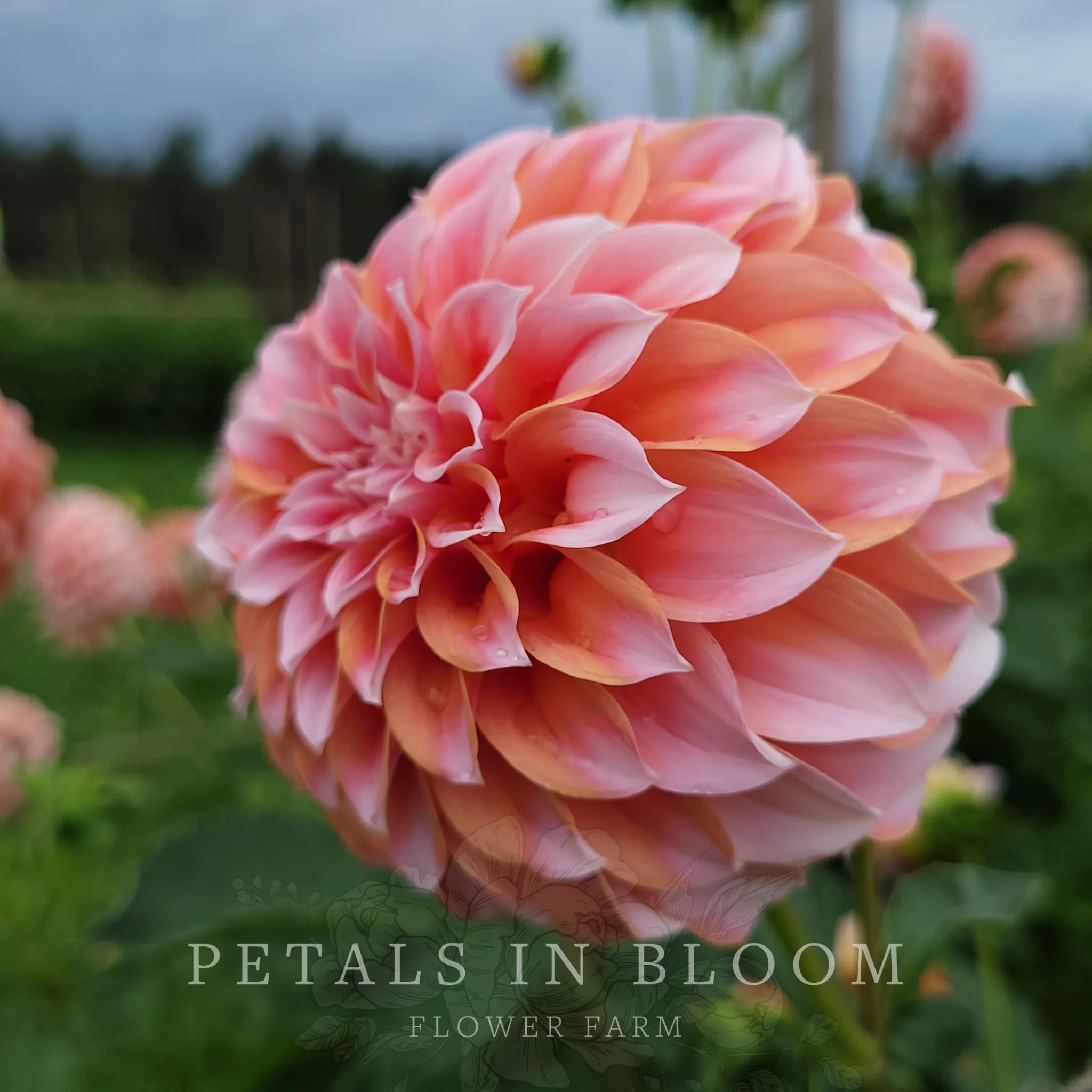 Peaches N' Cream Dahlia Tubers - Image 5