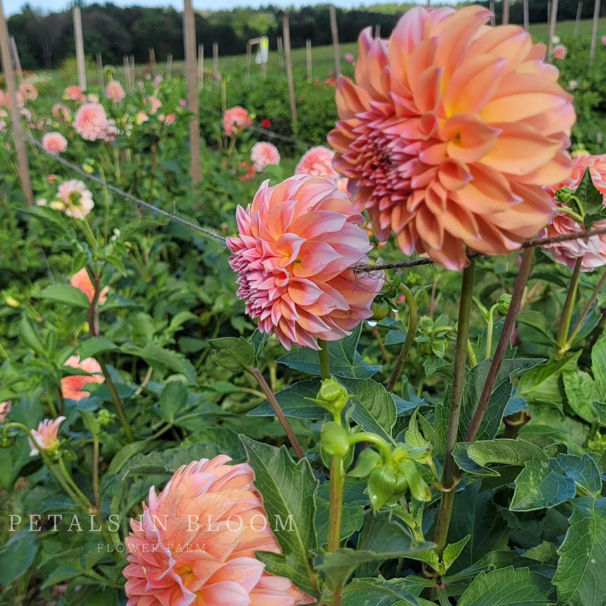 Peaches N' Cream Dahlia Tubers - Image 8